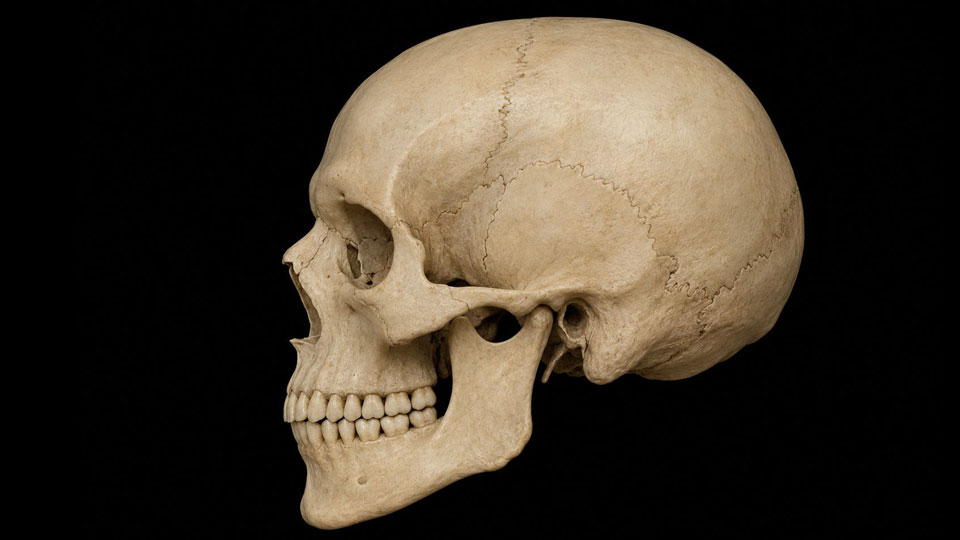 Skull